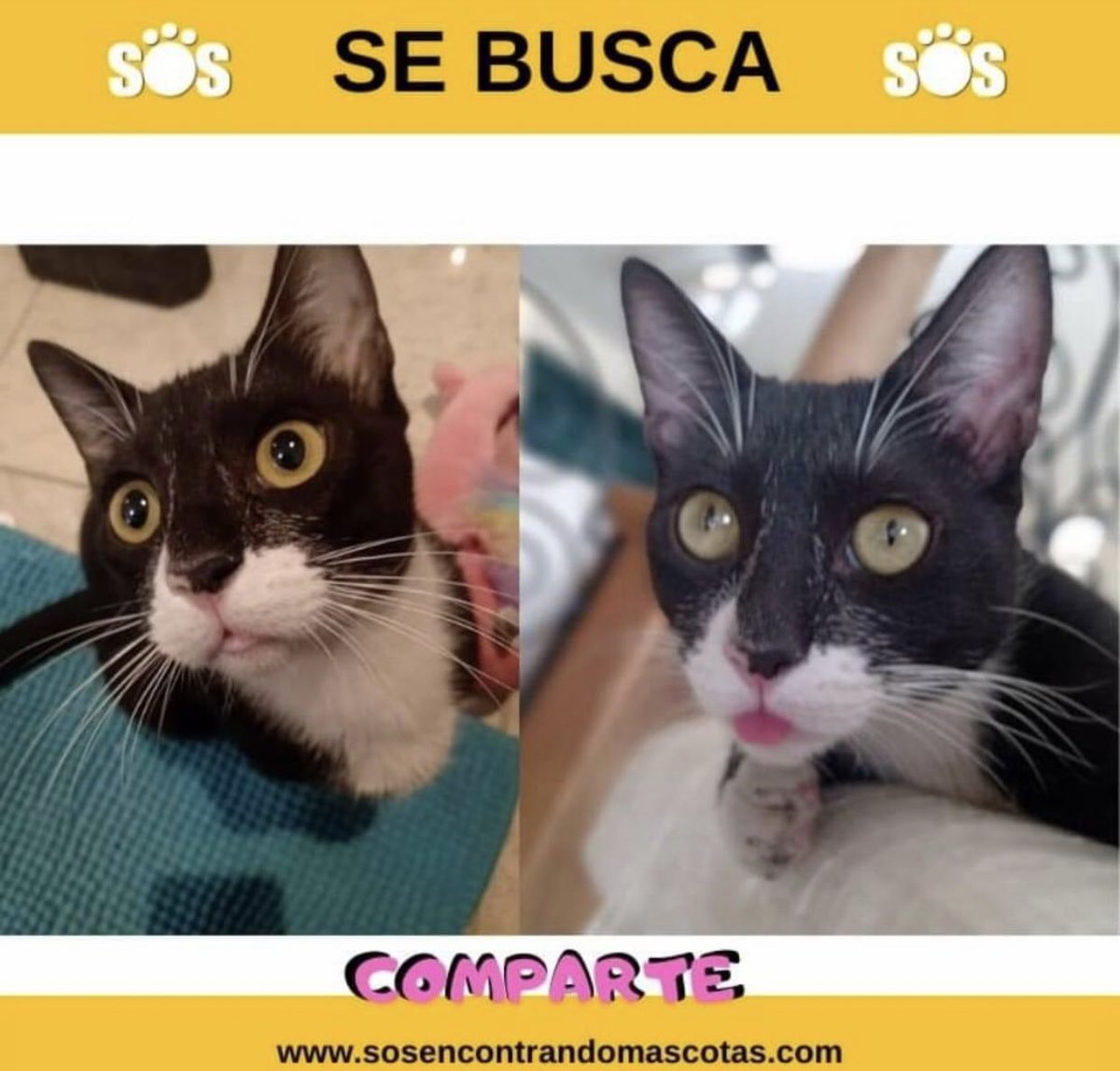 esterilizados's tweet photo. #SeBusca | MICHIN
📍 Se extravió el 25/02/2021 Privada Álamos Fracc. la Fuente #Saltillo 
Macho, está esterilizado, un año su nariz es negro con rosa y sus patitas también son negro con rosa.
☎️ Si lo ves resguardarlo y llamar 8443909641 - 8443909641 @CICsal @AdacAnimalista1 https://t.co/d0kjIML8NL