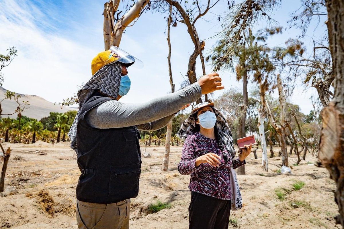 Da gusto que nuestras autoridades se preocupen por nuestras áreas verdes para Lima norte y los especialistas ambientales apoyen!!! 💚💚💚🌳🌳🌳 muy pronto el nuevo #MetropolitanoYa estará al servicio de todos nosotros 💚💚!!!!

Más información: bit.ly/2Nftvk9 🌳🌳🌳💚💚