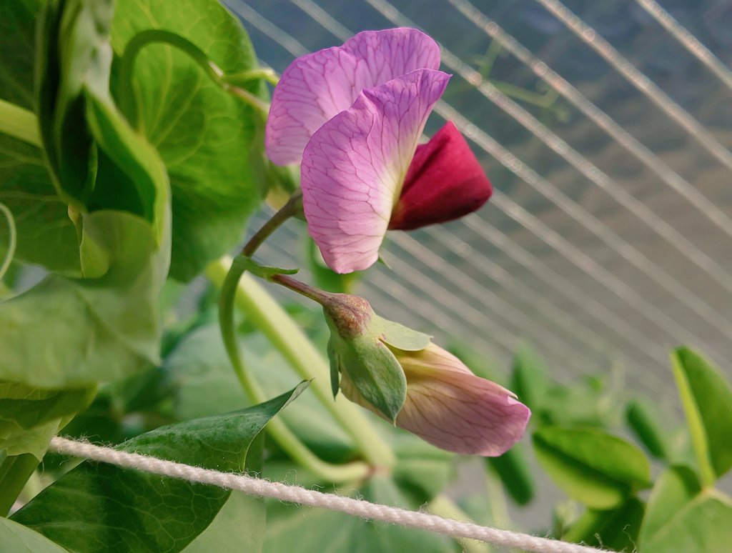 赤花絹さやえんどう Twitter Search Twitter