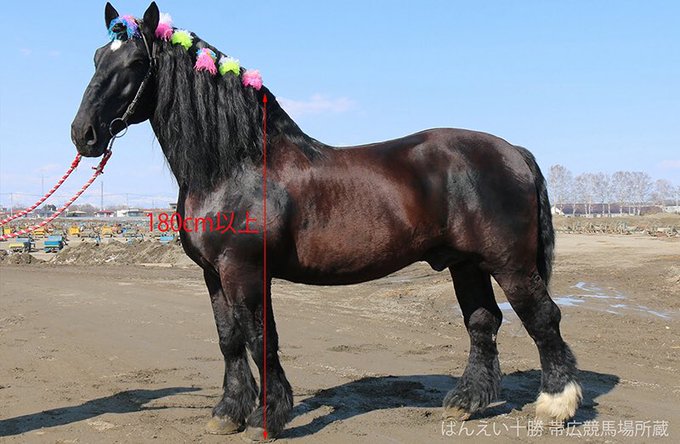 @yuubarimaron 強いて言えば競馬のサラブレッドより〜ばんえい馬の大きなお馬さんの方が好き💪( ^ω^ ) 