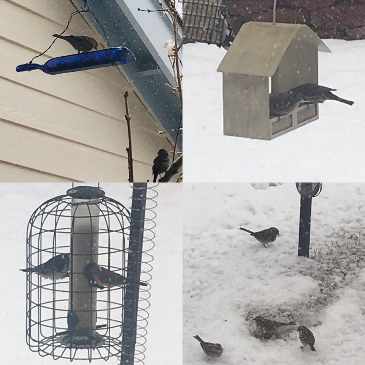 Happy hour for my backyard feathered friends. 💙🐦#FeedBirds #COBirds