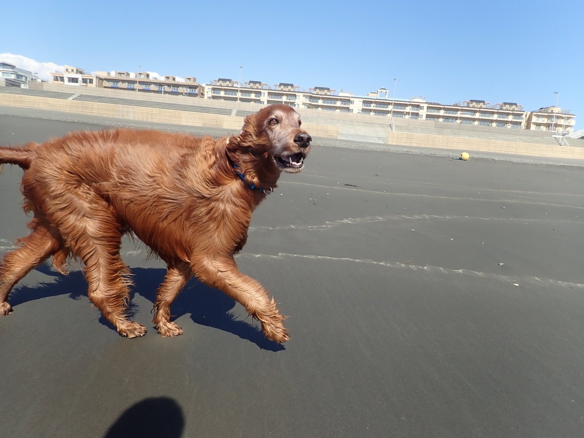 Surfdog Surfing Dog Twitter Surfdog Surfing Dog Twitter