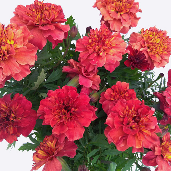 園芸ネット シックなブラウンカラーのマリーゴールド マリーゴールド とは思えないような大人っぽい花色で とても印象的な八重咲品種 寄せ植え素材として特におすすめです T Co Abh1yh8kbo