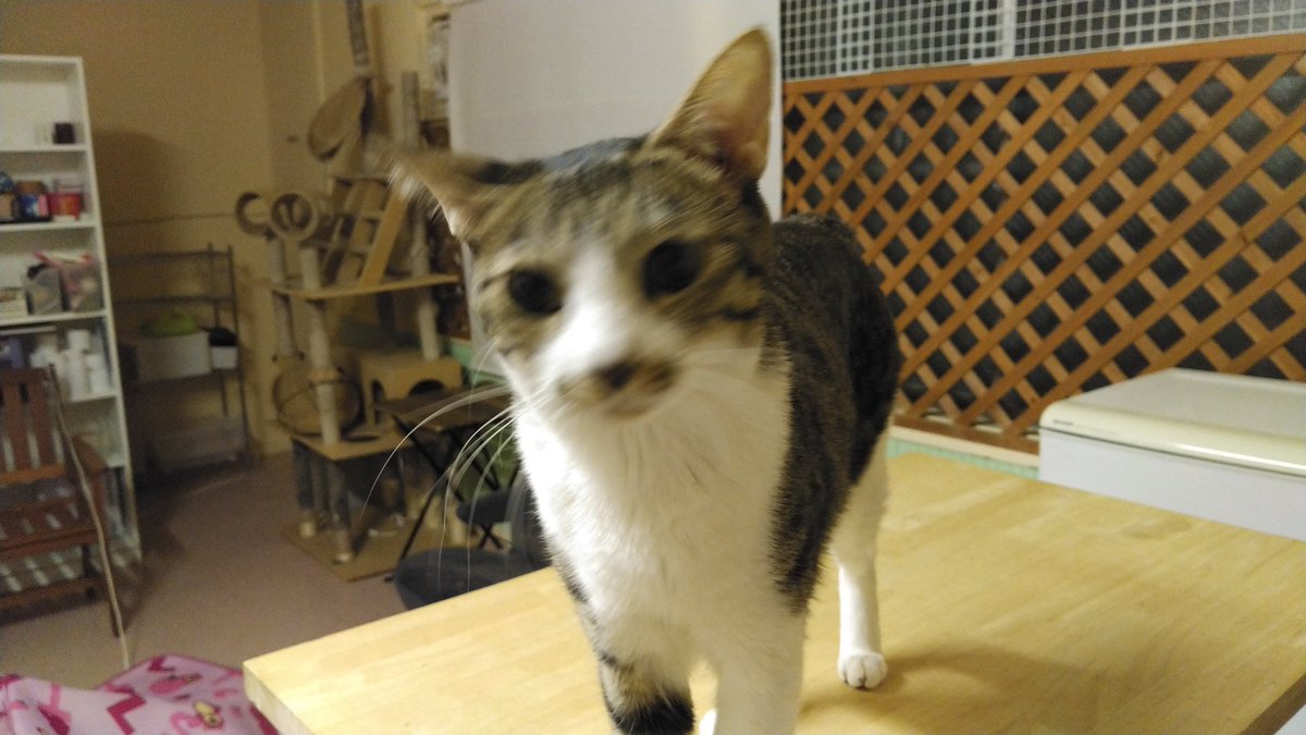 ねこのひみつ基地 Nekohimitsukiti Twitter ねこのひみつ基地 Nekohimitsukiti Twitter