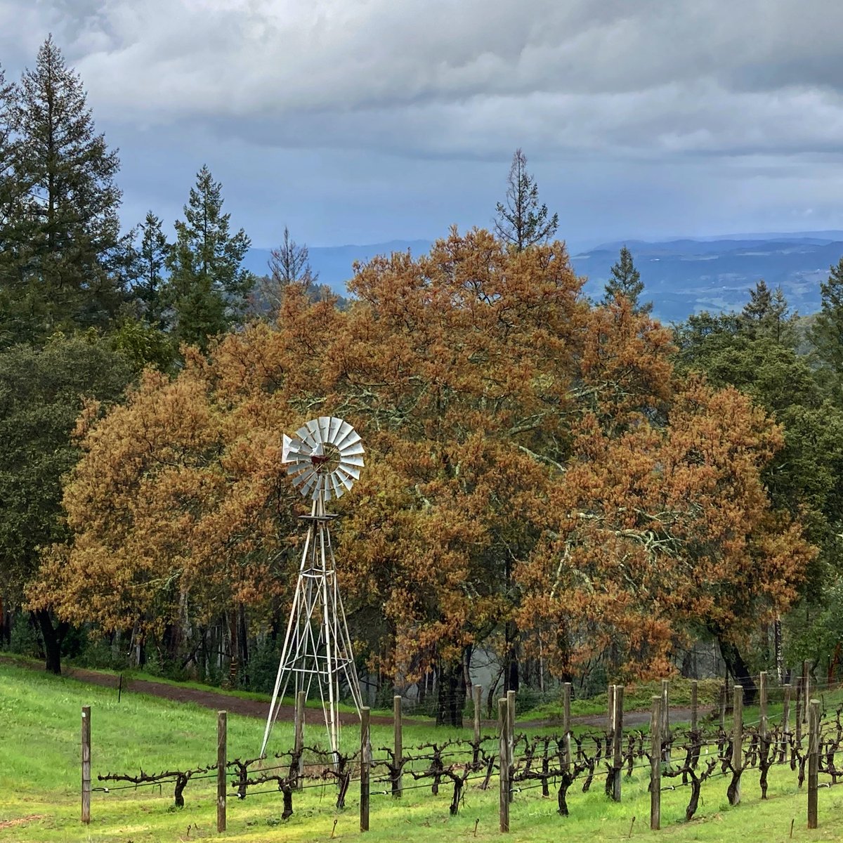 LagierMeredith's tweet photo. Magnificent California Black Oak in full bloom
#quercuskelloggii #californiablackoak #mtveeder #napavalley #aermotor #vineyard https://t.co/1n9ynzeEPh