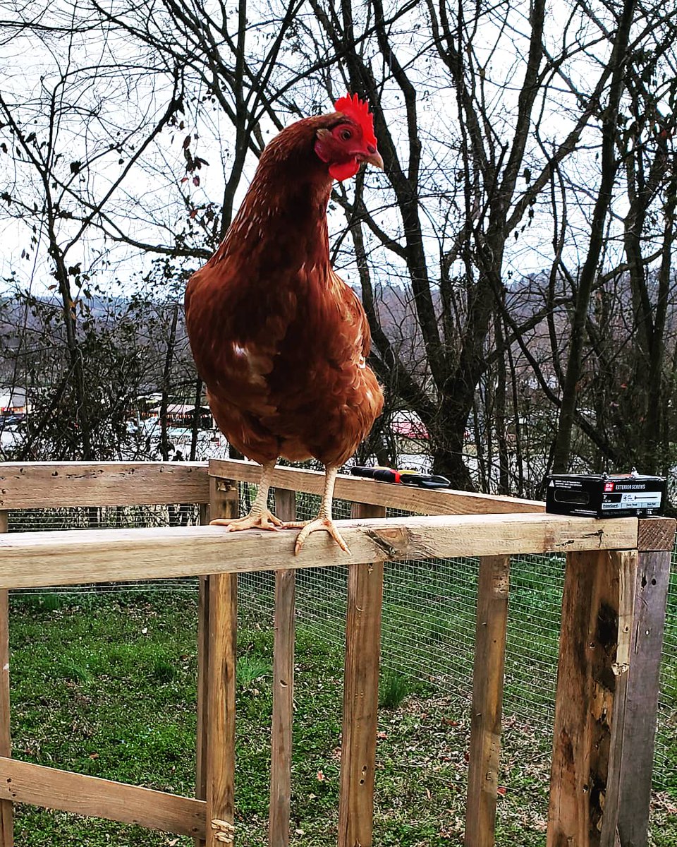 Little Miss Fluff Butt thought she needed to put her two cents in on the coop build 😆🐥
#craftycoffeemomma #crazychickenlady #crazychicken  #crazychickenladiesofinstagram #chicks #chickens #diy #diylifestyle #diyprojects #chickensofinstagram #chickencoop #building #womanpower