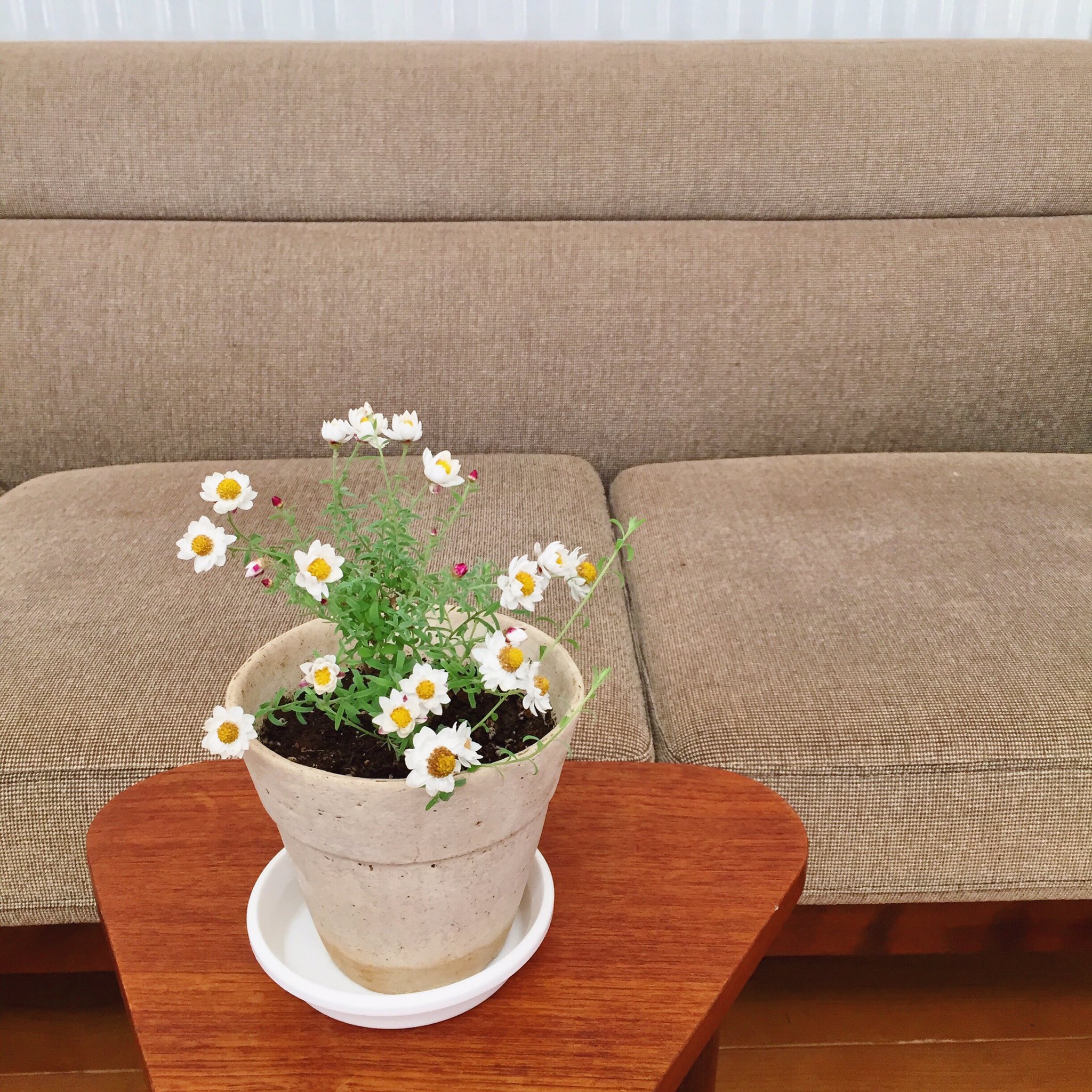 遊佐未森 Mimoriyusa Tomorobin たしかに そうですね こぼれる花の 花かんざしに そんなイメージで歌ってました こちらはpaper Flowerって言われるほどカサカサ サラサラした花びらだし Twitter