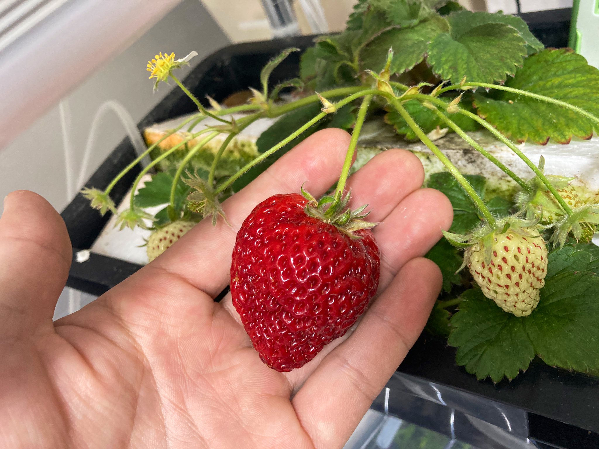 株式会社イチゴテック ミニ植物工場でイチゴが収穫できました 種から 水耕栽培で 室内で Ledで育てました 苗 土 培土 固形肥料 ビニールハウス 太陽光は使っていません 植物工場 いちご イチゴ 水耕栽培 農業 T Co J5aqnfx6ga