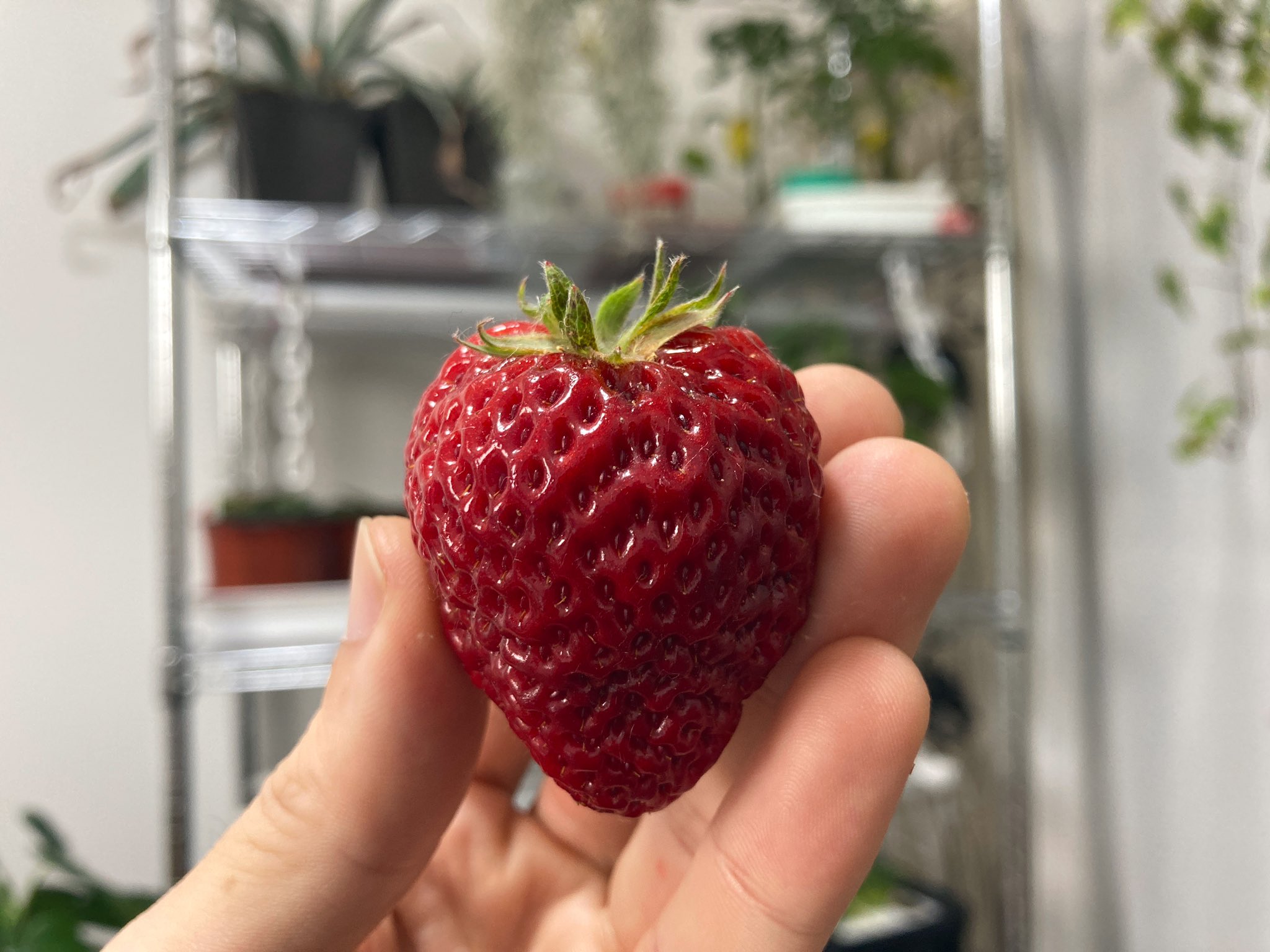 株式会社イチゴテック ミニ植物工場で育てている2個目のイチゴが赤くなり 次の花も出てきました いちご 植物工場 水耕 栽培 T Co U3gmkwfbcd Twitter