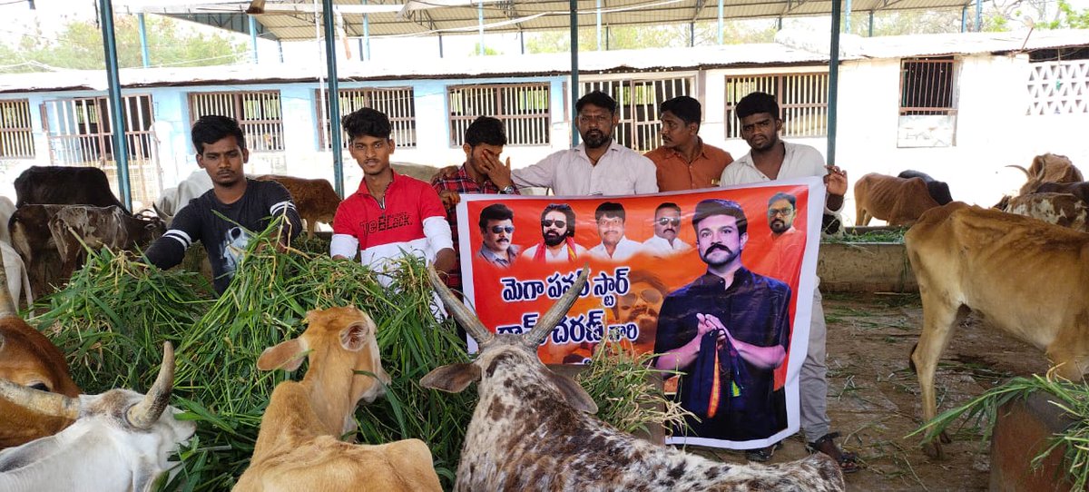 AdoniRc's tweet photo. On event of @AlwaysRamCharan birthday  of one week , @RcyuvashkthiAdi feeding Grass at Panjarapu Cattle shed as 2nd day Program
@RcYuvaShakthi @upasanakonidela @KChiruTweets 
@NagaBabuOffl @sivacherry9 @TeamECFOdisha @sasikuppala https://t.co/3NQaqsRyoF