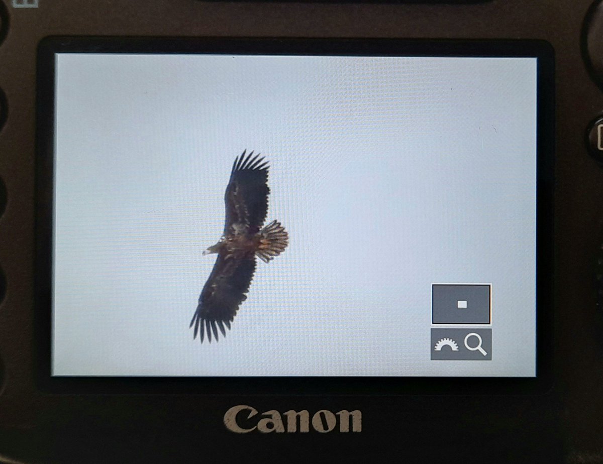 Marc Heath (@marcheathym007) on Twitter photo Dreams do come true. WHITE TAILED EAGLE at Stodmarsh this morning. Brilliant find by <a href="/WilsonMartyn/">martyn wilson</a>. <a href="/Britnatureguide/">The British Nature Guide</a> <a href="/NatureUK/">NatureUK</a> <a href="/RareBirdAlertUK/">RareBirdAlertUK</a> <a href="/BirdGuides/">BirdGuides</a> <a href="/KentWildlife/">Kent Wildlife Trust</a> <a href="/KentishPlover/">KOS</a> Dreams do come true. WHITE TAILED EAGLE at Stodmarsh this morning. Brilliant find by <a href="/WilsonMartyn/">martyn wilson</a>. <a href="/Britnatureguide/">The British Nature Guide</a> <a href="/NatureUK/">NatureUK</a> <a href="/RareBirdAlertUK/">RareBirdAlertUK</a> <a href="/BirdGuides/">BirdGuides</a> <a href="/KentWildlife/">Kent Wildlife Trust</a> <a href="/KentishPlover/">KOS</a>
