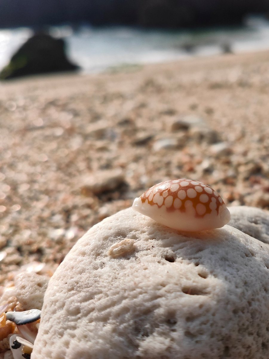 虫央堂 Tsukada タカラガイ歴3ヶ月 Lobo6464 Twitter