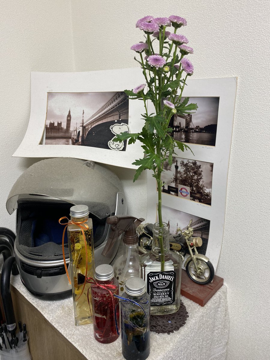 Toolとーる スプレーマム カリメロ なんだか見覚えがある 美しくて可愛いお花やな と思って店員さんに名前を聞いてもピンとこず 帰ってから調べてなるほど マムは英語で日本では菊でした 日本人ならよく見るお花やなw 花言葉 清らかな愛