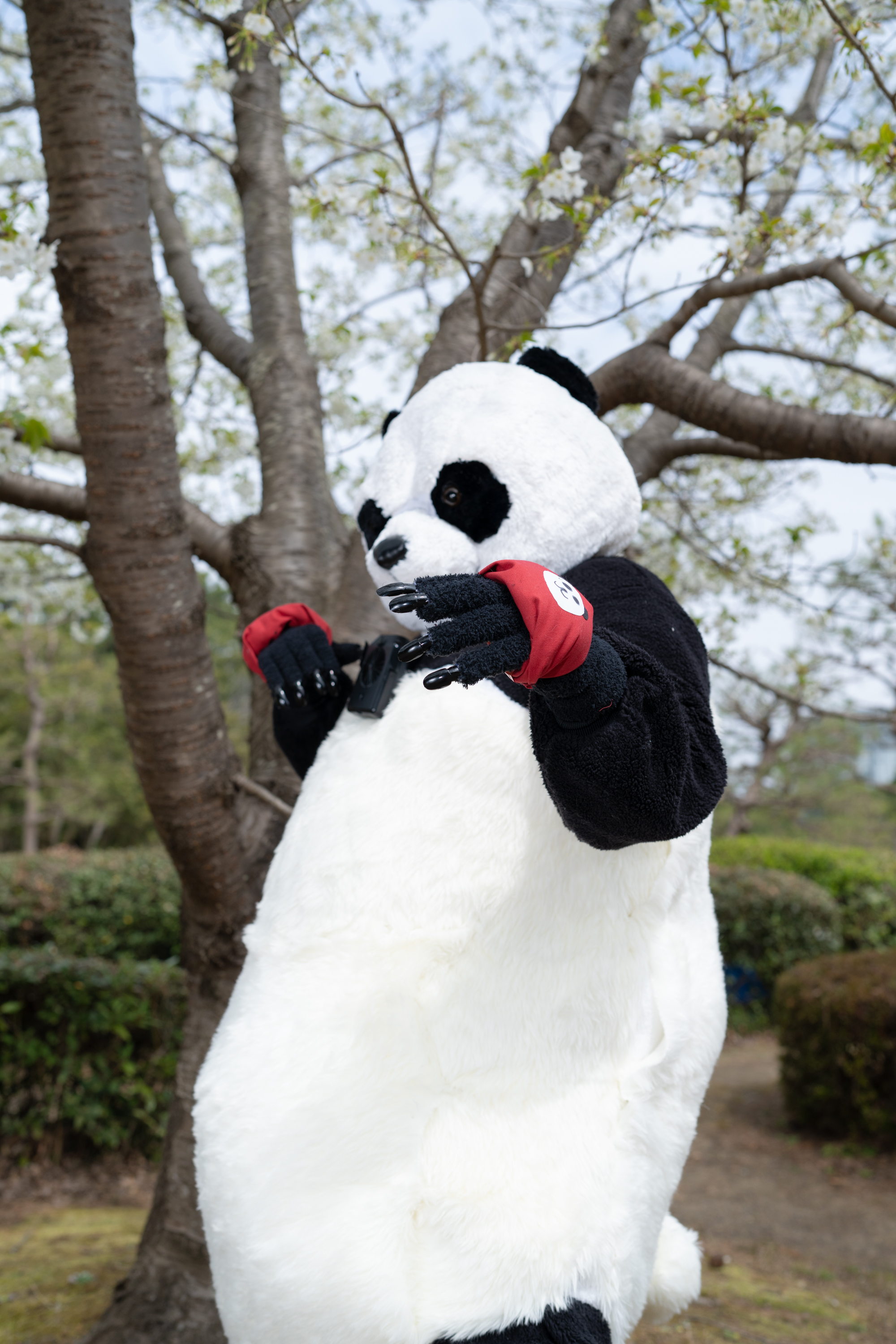 パンダの着ぐるみ、コスプレ、呪術迴戦など