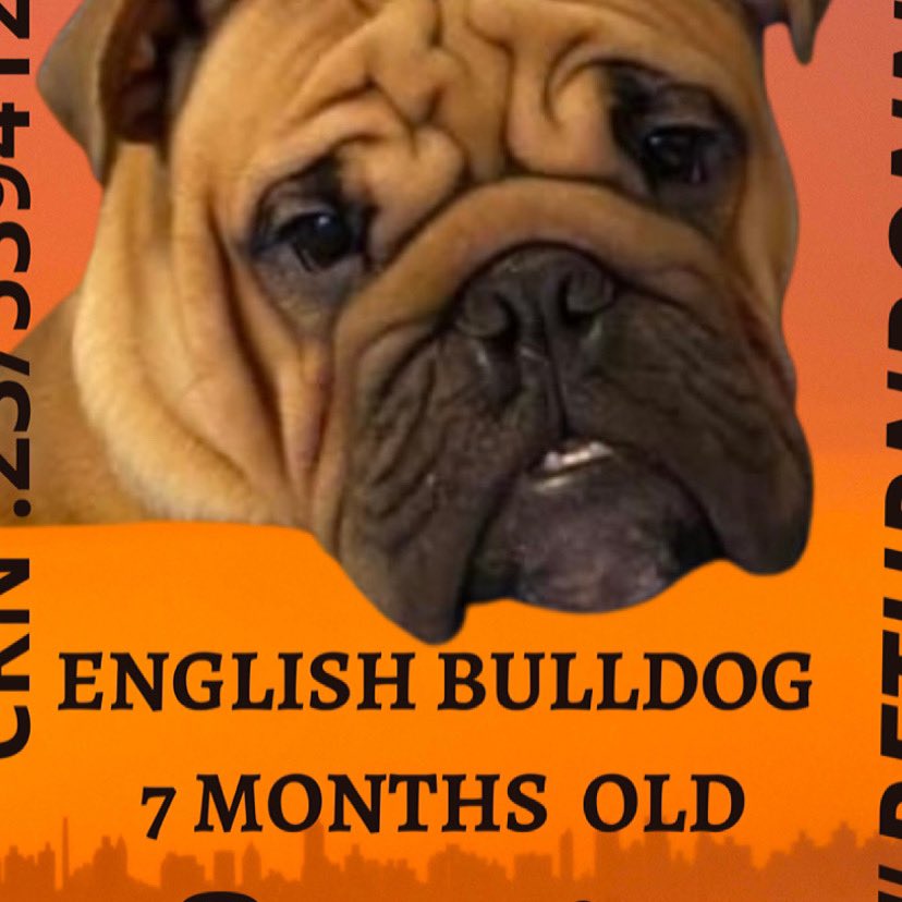 #RETURNRONNIE  IS STILL MISSING . He is now almost 7 months old .. Please keep looking and RT join his FB group .. <a href="/JasonManford/">Jason Manford</a> <a href="/P_Wicks01/">Pete The Pirate</a> <a href="/MissingPetsGB/">Missing Pets GB</a> <a href="/BBCCWR/">BBC Coventry & Warwickshire</a> <a href="/JKCorden/">James Corden</a> <a href="/Rylan/">R Y L A N</a>