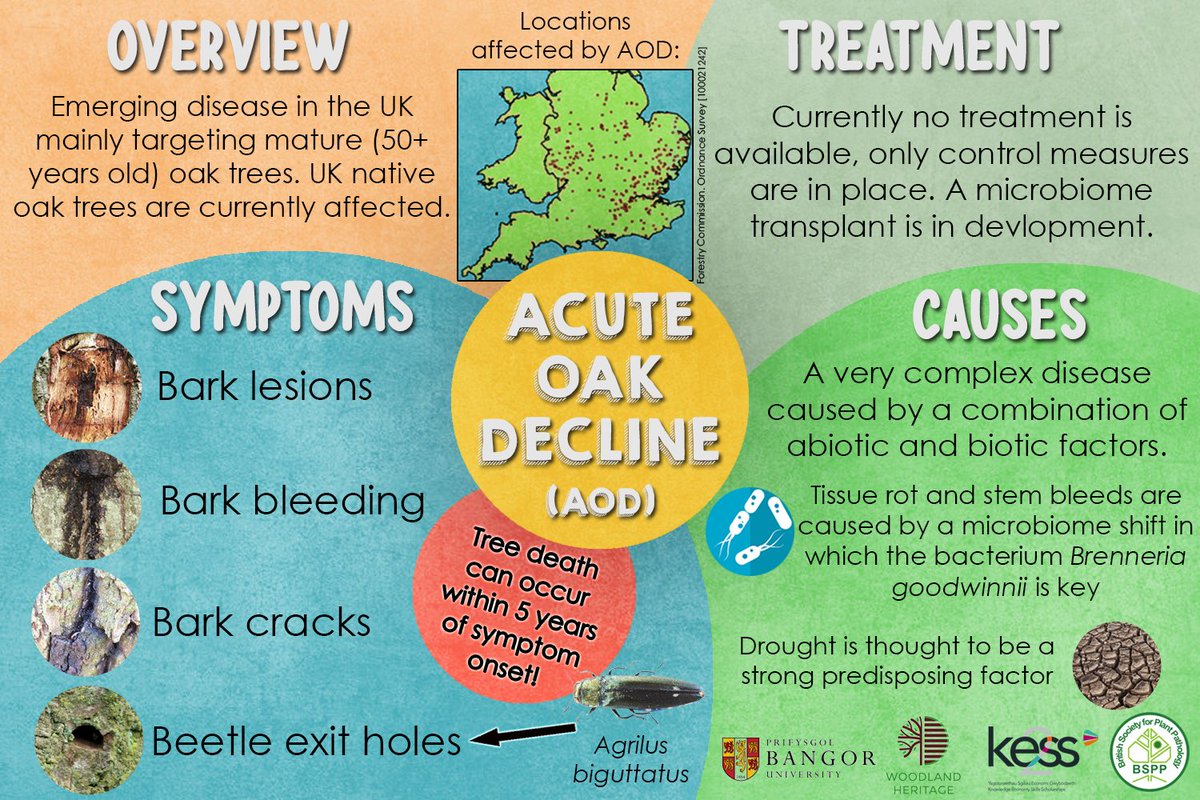 Tackling #PlantHealth risks head-on
It’s #InternationalDayofForests today

1/4 Acute Oak Decline #AcuteOakDecline #microbiome #TreeHealth #Oak
@Usman_Hussain_S @jamesemcdonald @BangorUni

#Infographic #scicomm