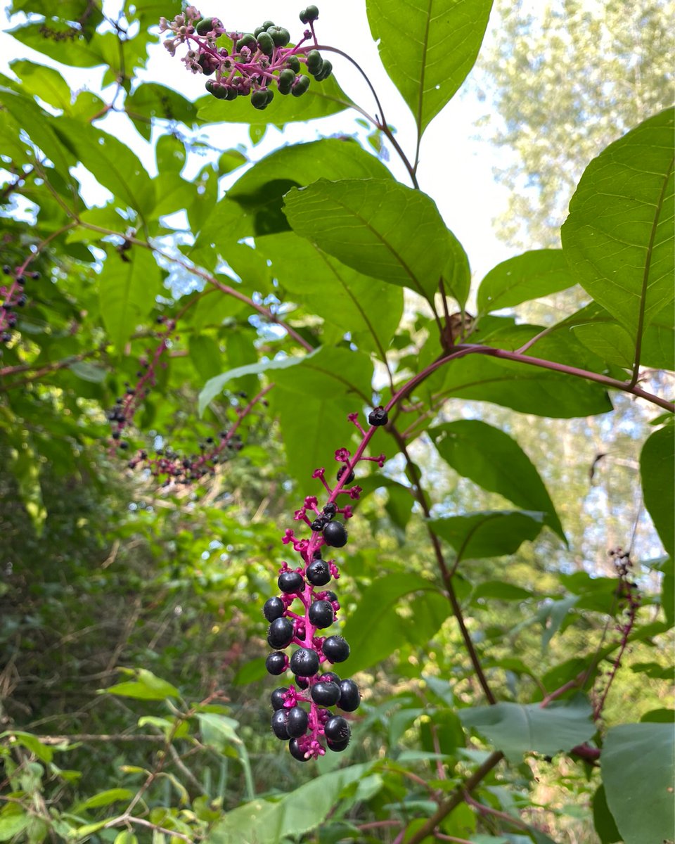 Name This Plant 🌱