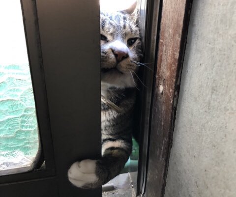 猫を愛すること は 猫を信用すること ではありません 獣医が警鐘鳴らす 猫に隙を見せてはいけません Togetter