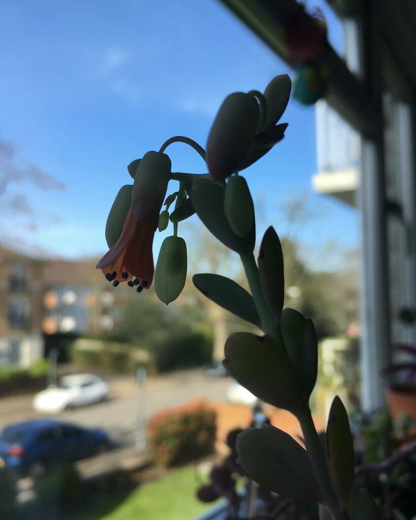 soshanau's tweet photo. Bells on Sunday 🔔 (#sorrynotsorry #bellnerd #bellgeek 🤓) I’ve got a first flower stem ever on the #lavenderscallops #kalanchoefedschenkoi #succulent and I’ve been #flowerstalking it since it I discovered it. One of the buds has opened - elegantly ora… https://t.co/WfRLOpRkR4 https://t.co/NcDYmapoxW
