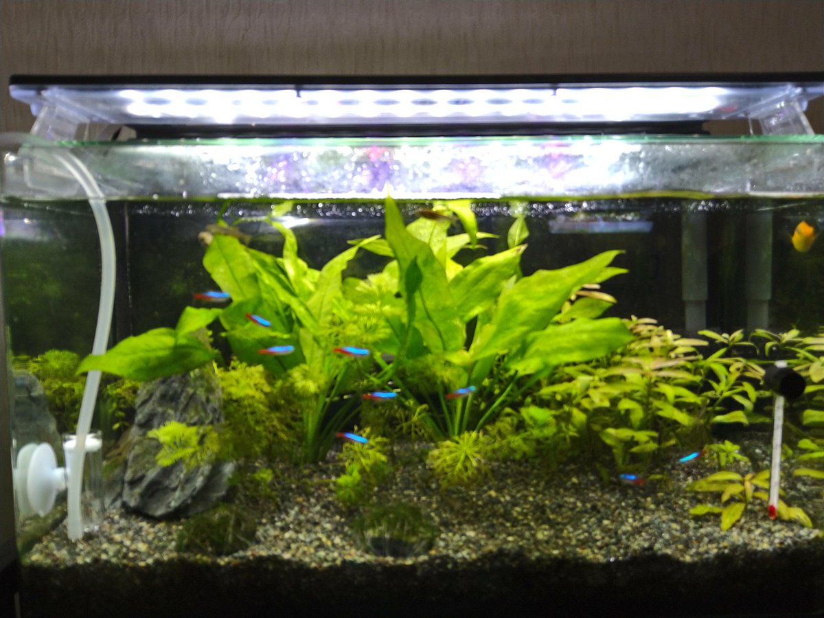 おじさんの独り言 備忘録 地震があったばかりなのに 新しい魚を導入 コリドラスパンダを3匹 これで現在家の水槽には バルーンモーリー1匹 ネオンテトラ10匹 ゼブラダニオ3匹 コリドラスパンダ3匹 ミナミヌマエビ18匹 そろそろ過密に気を おじさんの独り言 備忘録 地震があったばかりなのに 新しい魚を導入 コリドラスパンダを3匹 これで現在家の水槽には バルーンモーリー1匹 ネオンテトラ10匹 ゼブラダニオ3匹 コリドラスパンダ3匹 ミナミヌマエビ18匹 そろそろ過密に気を