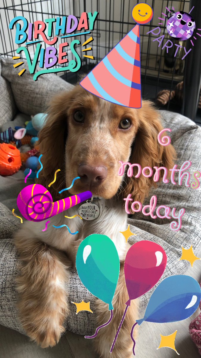 JLSorak's tweet photo. HBD Eric 🥳 #SpoiltPupAlert https://t.co/QV3pHXYoma