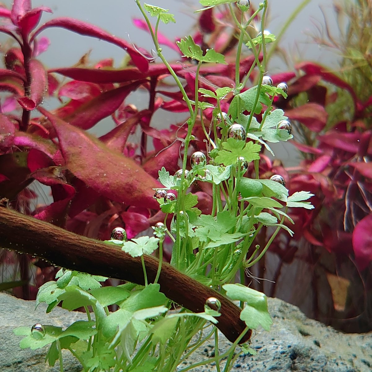 気泡がたくさんでて調子は絶好調です。