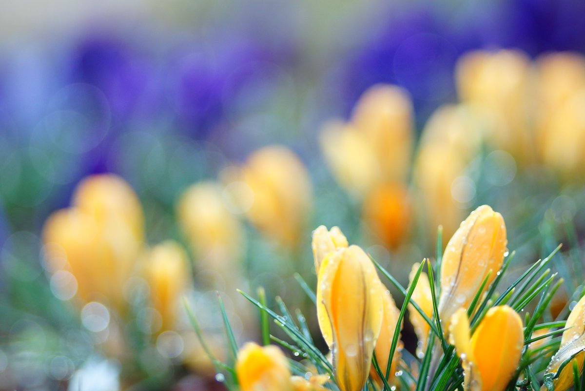 クロッカス Twitter Search