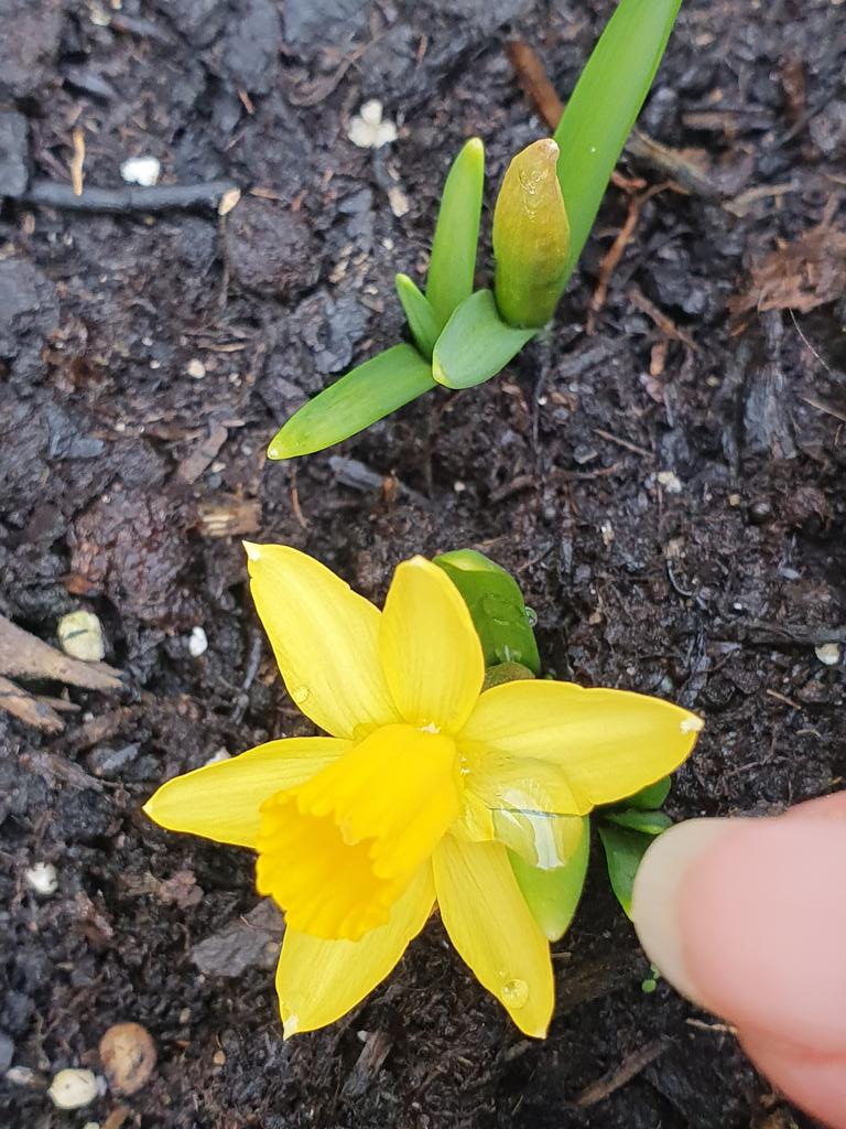 Could these be the smallest daffodils in all the world...?