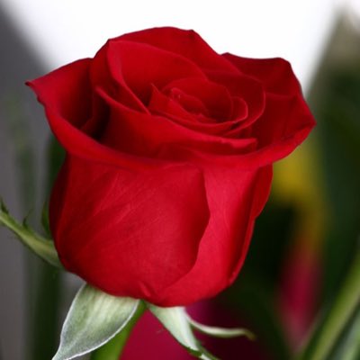 sofialuv23's tweet image. #NewProfilePic