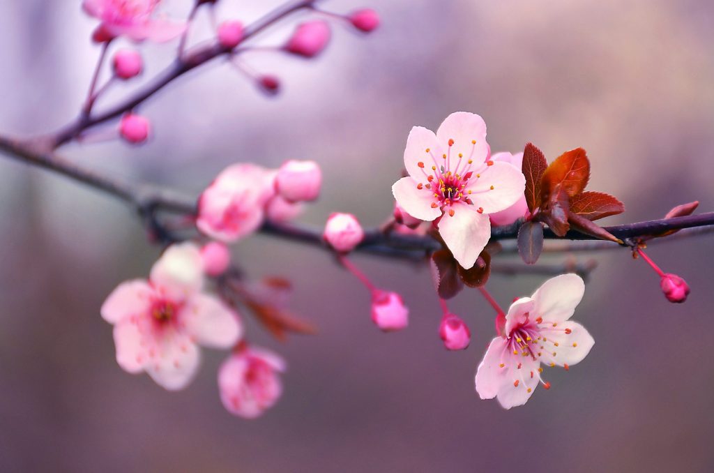 Nella

#GiornataMondialeDellaPoesia 

È perfetto il nostro #

#ScelgoPagineDAutore con #CasaLettori e @LibriAmati 

Vi aspetto amici e amiche

#BuonaDomenica 

Un ramo di fiori di ciliegio per dirvi grazie di esserci