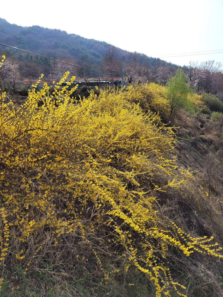 2021.3.21(일)
비음산으로 가벼운 걸음으로 꽃마중 힐링 다녀왔습니다.