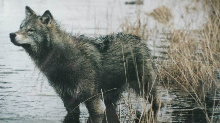 HourlyWolves presents: