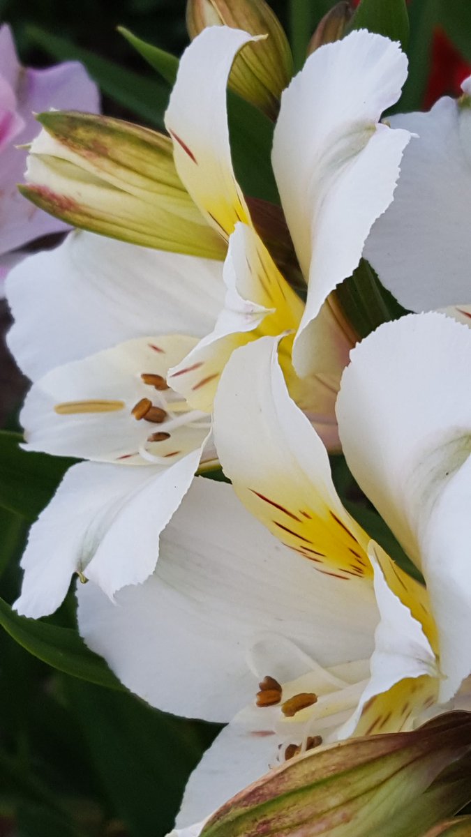 GabyLynch9's tweet photo. #Macro 😃 #Alstromerias #Flowers https://t.co/oD7C6bq997