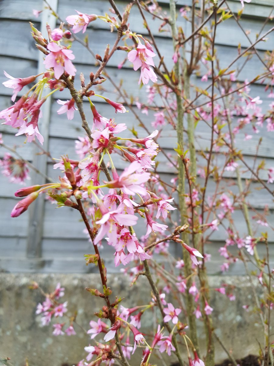 lauraj84's tweet photo. When we moved into our house there was just a long (33 metres!) patch of unloved grass and clay for a garden. 3 years later &amp; the planting is coming along #BlossomWatch https://t.co/6yCCcv8ybq