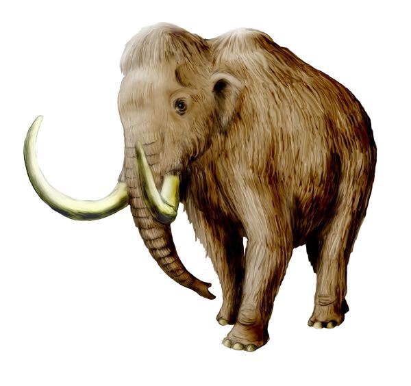 マンモスのtwitterイラスト検索結果 マンモスのtwitterイラスト検索結果