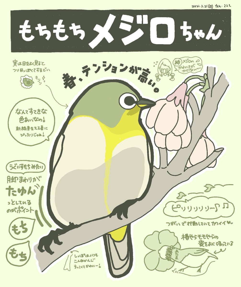 Ten 222 イラストルポ V Twitter メジロのもちもち可愛い感がうまくでず メジロ 鳥 鳥イラスト イラスト 野鳥 野鳥イラスト