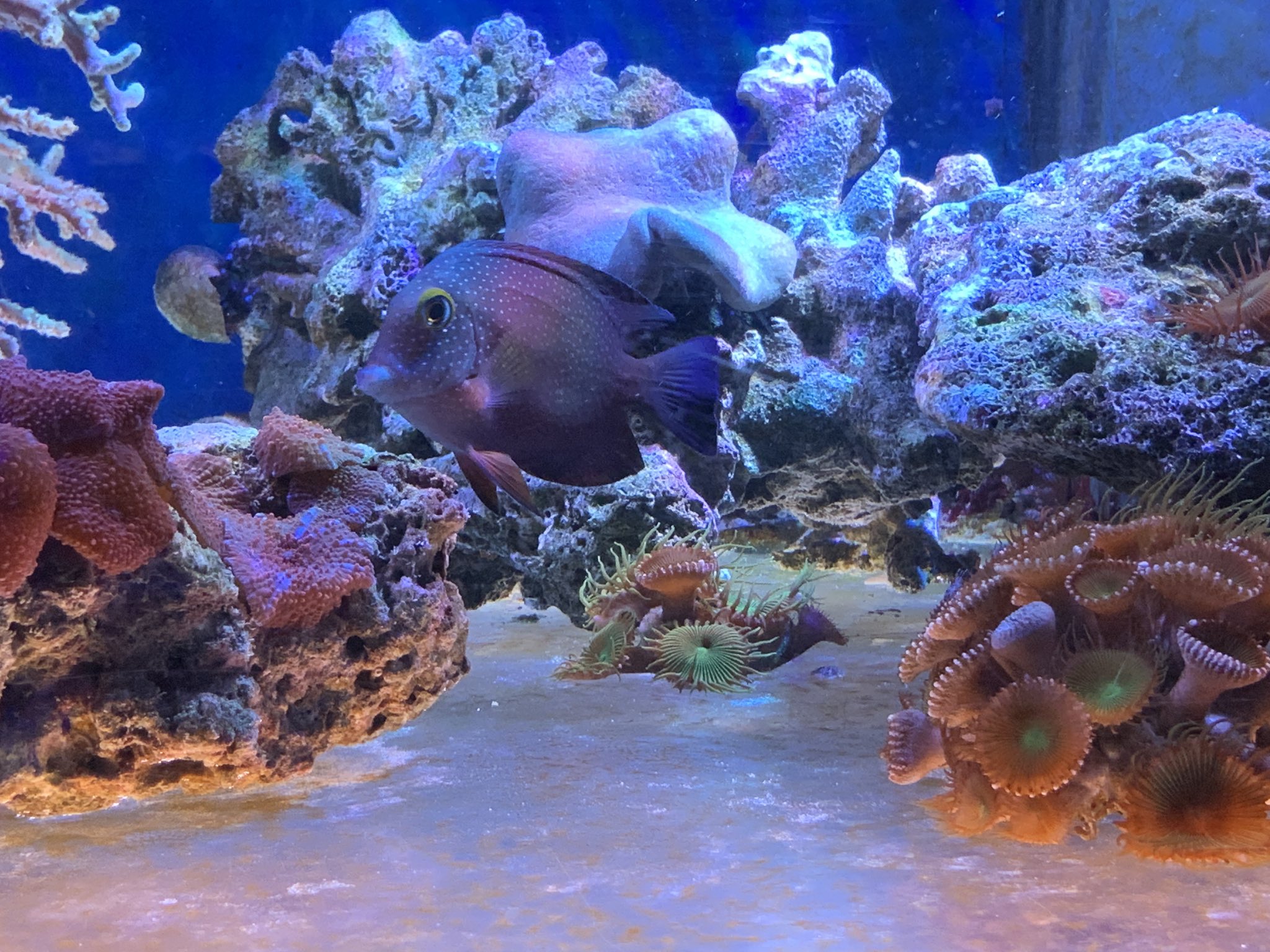 海水魚専門店ひかるアクアリューム インドコーレタン コーレタン インド洋スリランカ産 としてご紹介したものは インディアンゴールドリングブリストルトゥース や スポッテッドイエローアイタン と呼ばれているもので 学名 Ctenochaetus