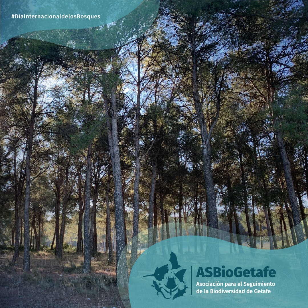 ASBioGetafe's tweet photo. Llegó el #DiaInternacionaldelosBosques, y os preguntábamos el otro día si podríais mencionarnos algún bosque #getafense... pero había trampa 🙃.
👉¿Qué es un bosque? https://t.co/WO57ukyPYE