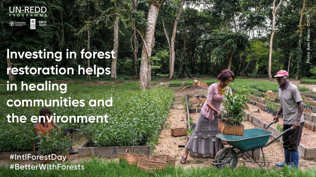 unredd's tweet photo. As we mark #InternationalDayofForests remember,  
forests can deliver 30 per cent of the #climate solution, by halting and reversing tropical #deforestation 

#BetterWithForests #IntlForestDay https://t.co/AzXtznXsO8