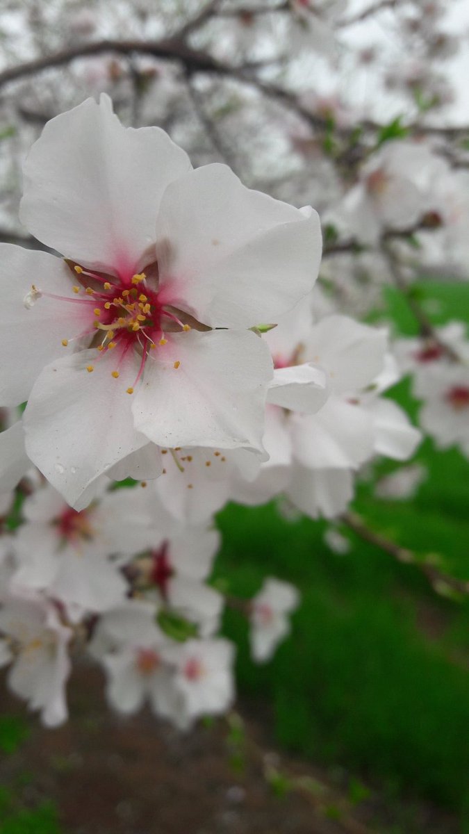 Nevruz, ilkbaharın başlangıcı, doğanın uyanma vakti, günün geceyi yakaladığı an, sevginin ve kardeşliğin bayramı, hoş geldin bahar, sağlık, huzur ve bereket getir.. #Nevruz