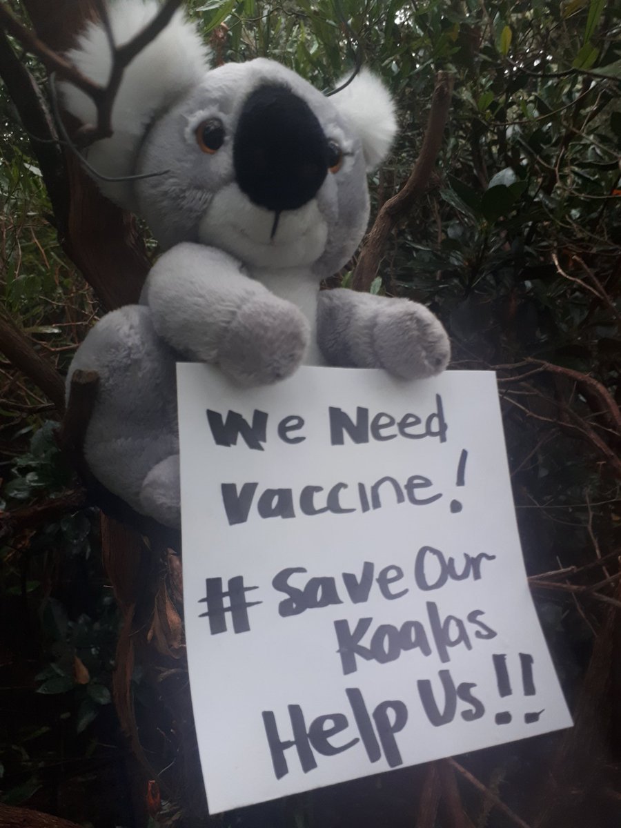 Meldawson6's tweet photo. @talkingkoala @123jillwalker @RobStokesMP @GladysB We need #KoalaVaccinationsNow @RobStokesMP @GladysB @Matt_KeanMP @sussanley ...it's not too much to ask, is it? #ExtinctionCrisis #SaveOurKoalas #FriendsOfKoalas https://t.co/tJrTcYiosq