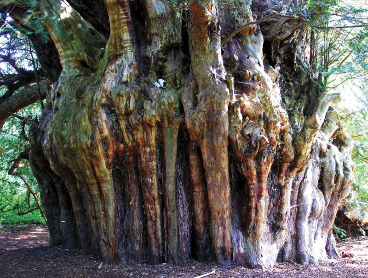 Pluck Yew History