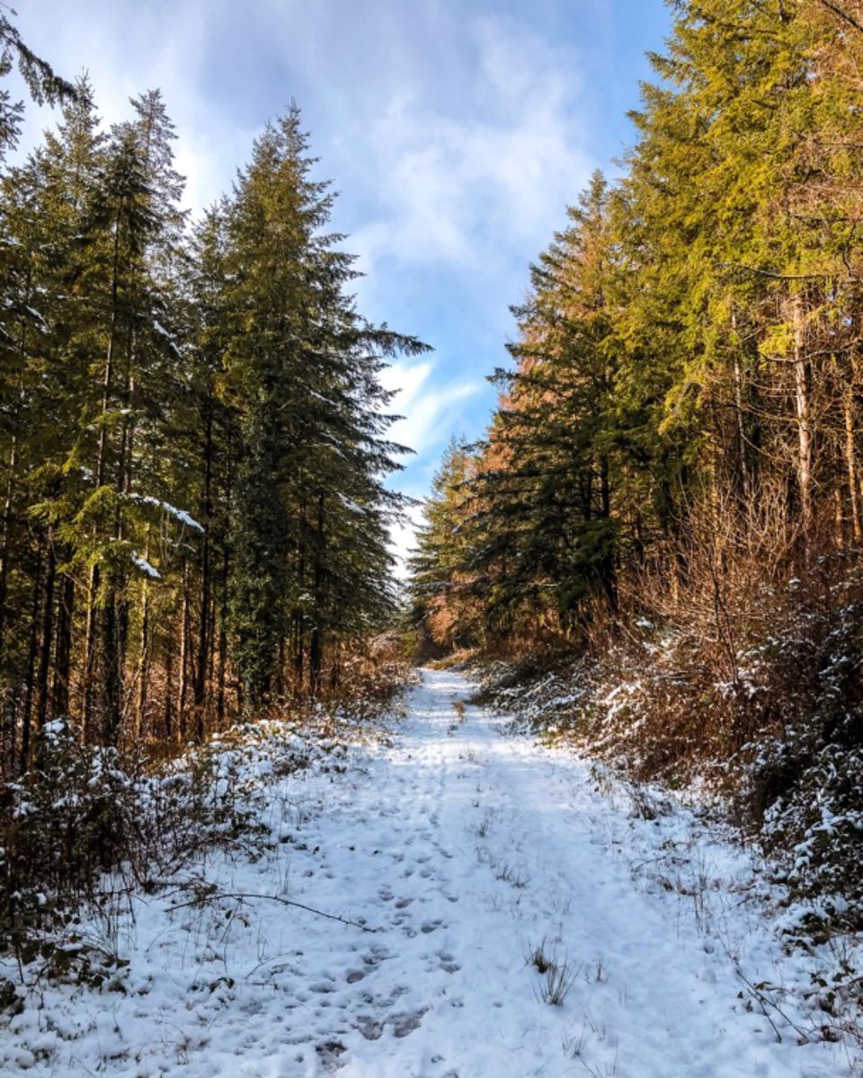 Visit Brechfa Forest tweet media
