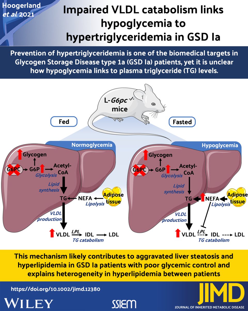 Nuestro 'algo nuevo' de hoy incluye un #visualabstract
 El catabolismo deficiente de VLDL relaciona la hipoglucemia con la hipertrigliceridemia en la eag Ia
 Hoogerland, @TGJDerks Oosterveer et al
 #GSD1a
 https://t. Co /iSMhPTTXsf