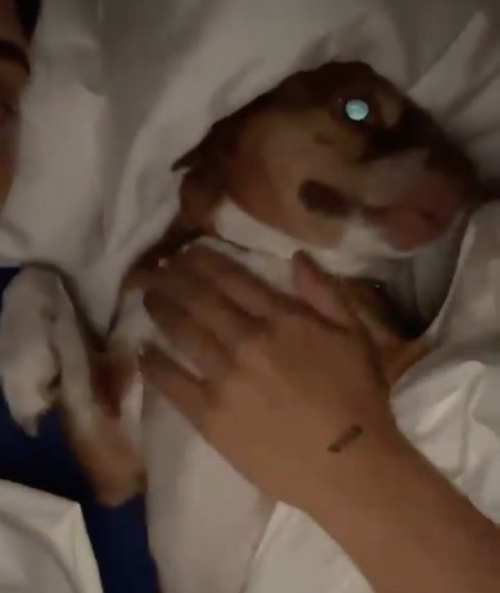 bbregza's tweet image. “Poché.. Calle me está molestando”