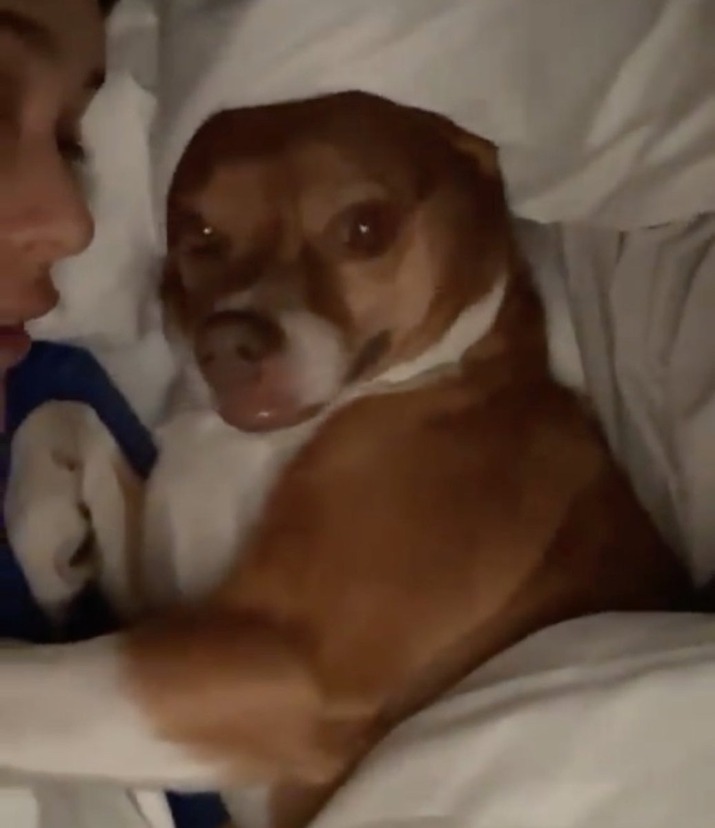 bbregza's tweet image. “Poché.. Calle me está molestando”