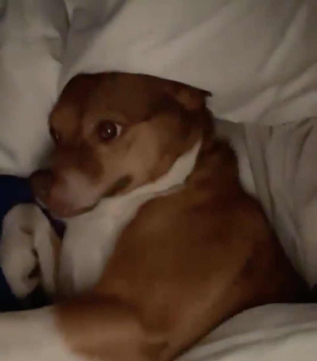 bbregza's tweet image. “Poché.. Calle me está molestando”