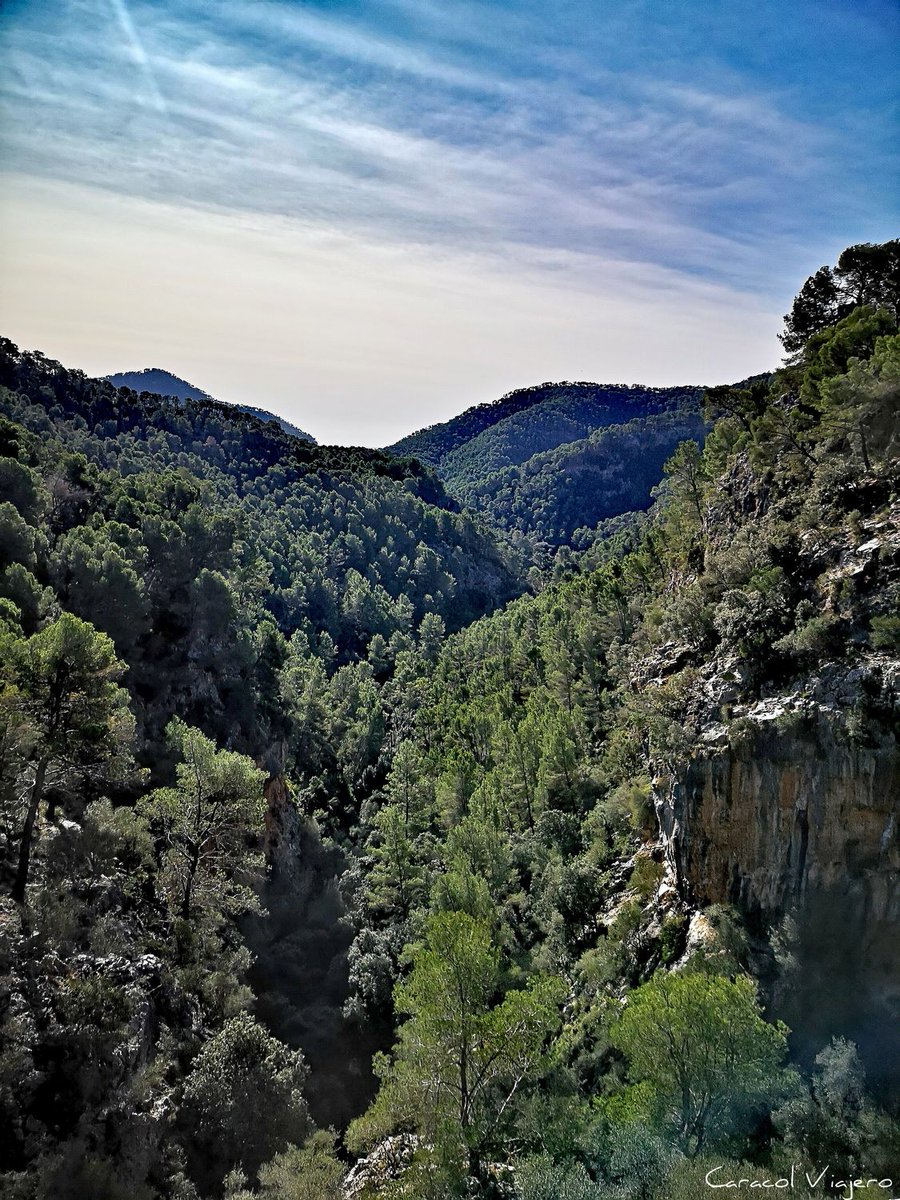 🌲Día Internacional de los Bosques. 🌳¿Te escapas a la serra de #Tramuntana? #Mallorca ⤵️😍
caracolviajero.com.es/blog/ruta-sier… #DiaInternacionaldelosbosques