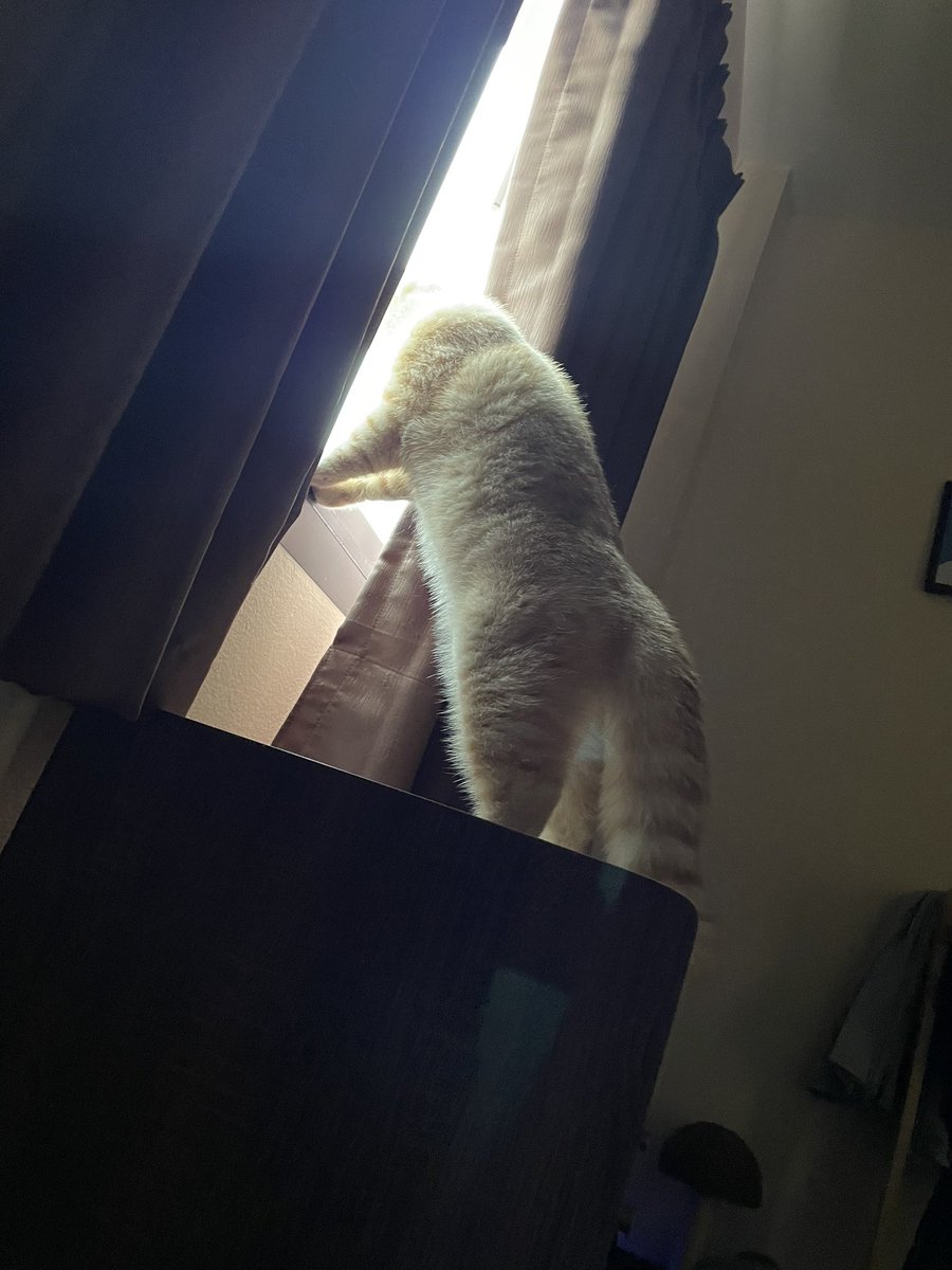 yayee2548's tweet photo. ชบาๆตรงนี้มีนก https://t.co/WFMZWudhnl