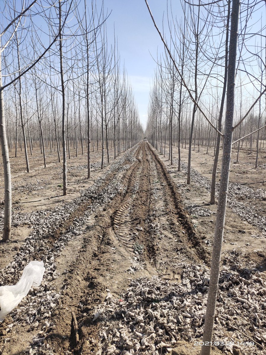 bitcoly's tweet photo. Fertilizing the trees https://t.co/yzjnzVI89i
